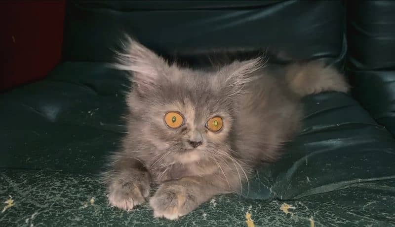 Persian Kitten for Sale 5