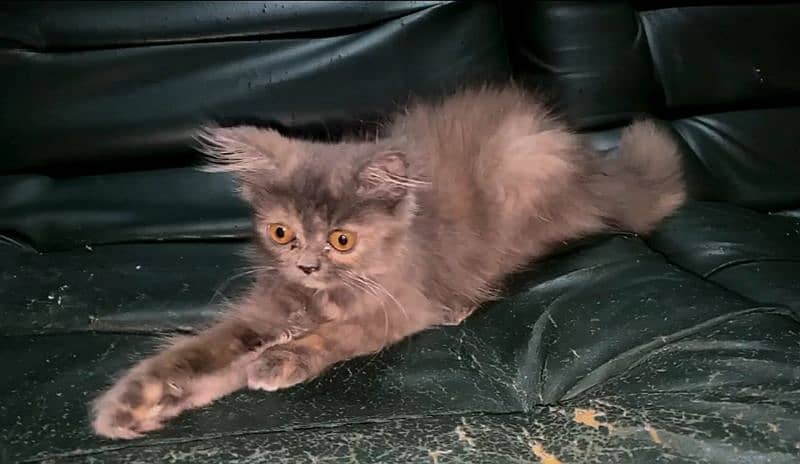 Persian Kitten for Sale 6