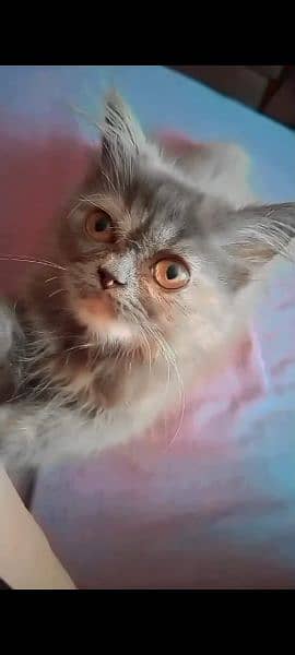 Persian Kitten for Sale 7