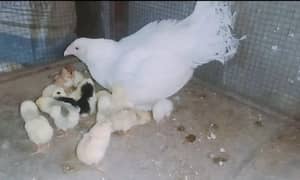 heera aseel murgi  with 10 chicks 03324997411 0