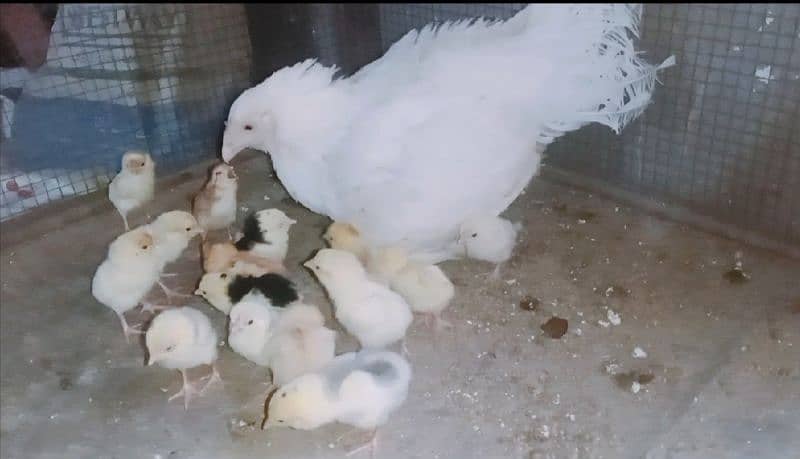 heera aseel murgi  with 10 chicks 03324997411 1