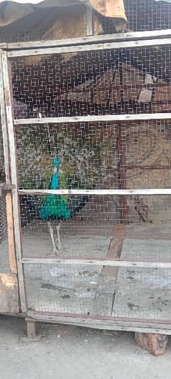 peacock for sale