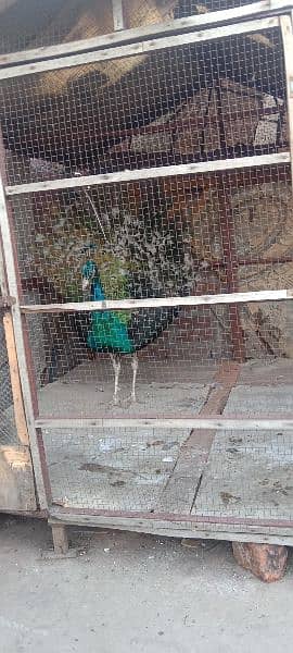 peacock for sale 1