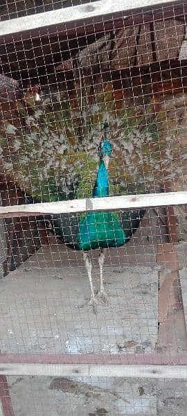 peacock for sale 3