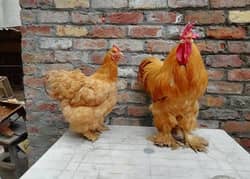 golden buff egg laying pair for sale