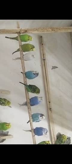 Budgies breeder pairs with eggs