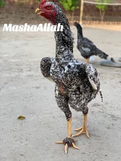 O Shamo chicks king size (Chicks for sale)price Final