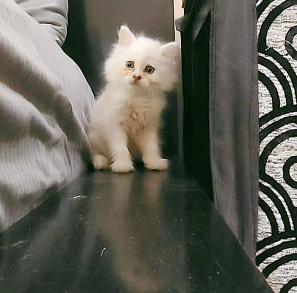 Persian Kittens (off white/ fawn) 11