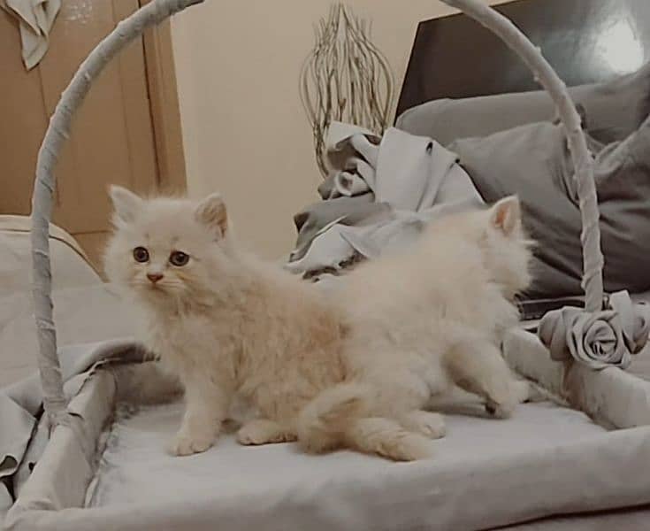 Persian Kittens (off white/ fawn) 3