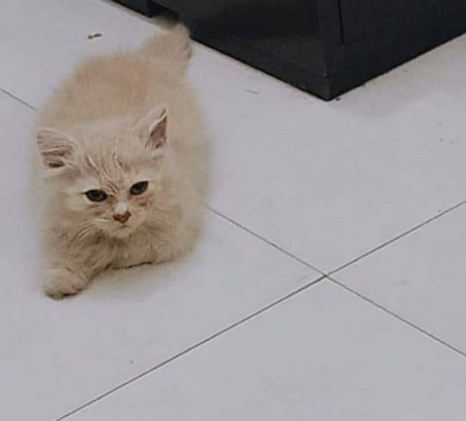 Persian Kittens (off white/ fawn) 5
