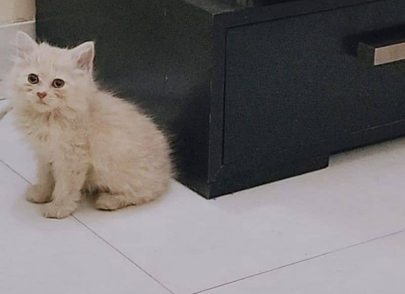 Persian Kittens (off white/ fawn) 8
