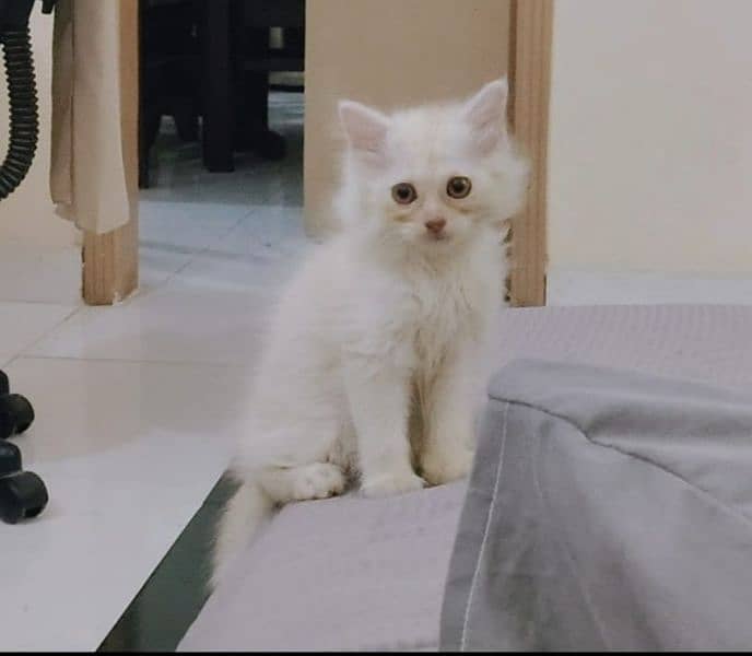 Persian Kittens (off white/ fawn) 9