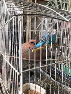 1 pair of budgie with cage for sale 0
