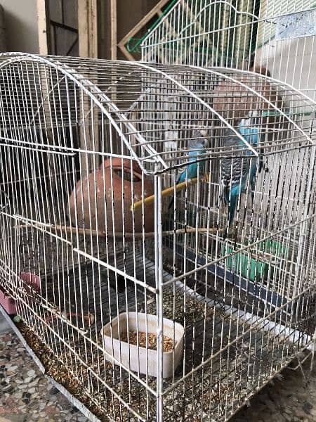 1 pair of budgie with cage for sale 1
