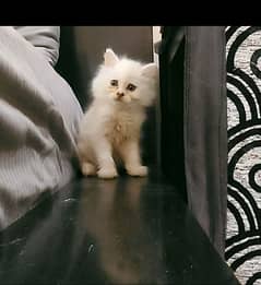 Persian Kittens (off white/ fawn) 0