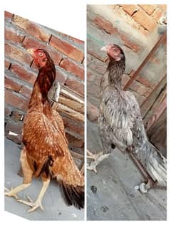3 female for sale 03052593845