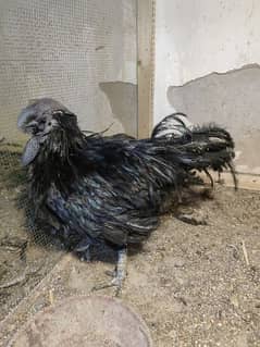 Ayam Cemani  and Aseel Male