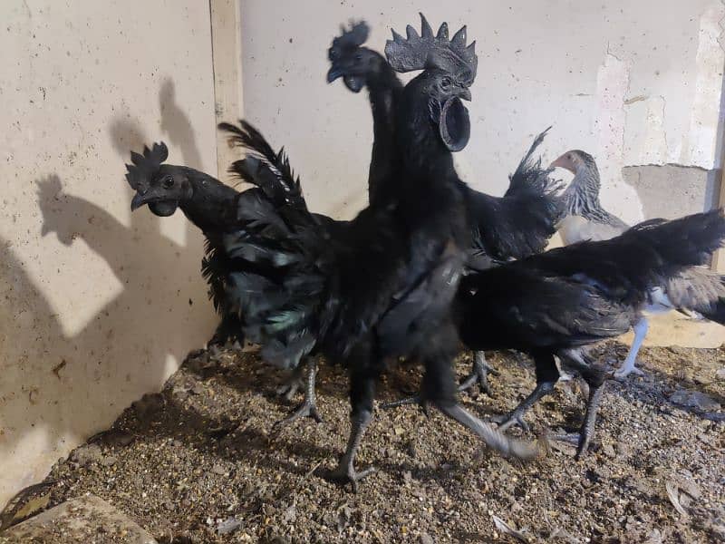 Ayam Cemani Male with different ages 1