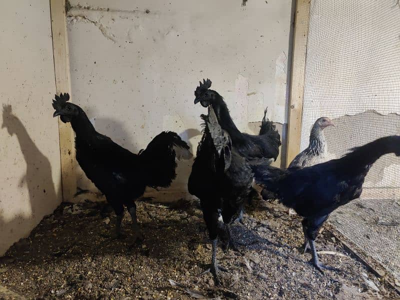 Ayam Cemani Male with different ages 2