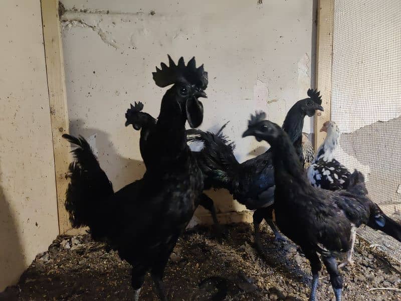 Ayam Cemani Male with different ages 3