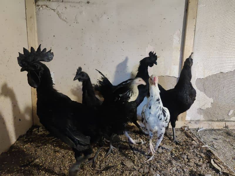 Ayam Cemani Male with different ages 4