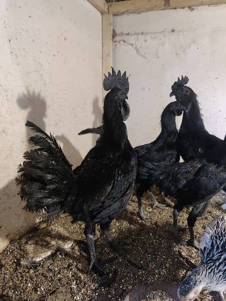 Ayam Cemani Male with different ages 5