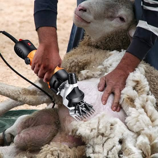 Lamb Hair cutting Machine 2