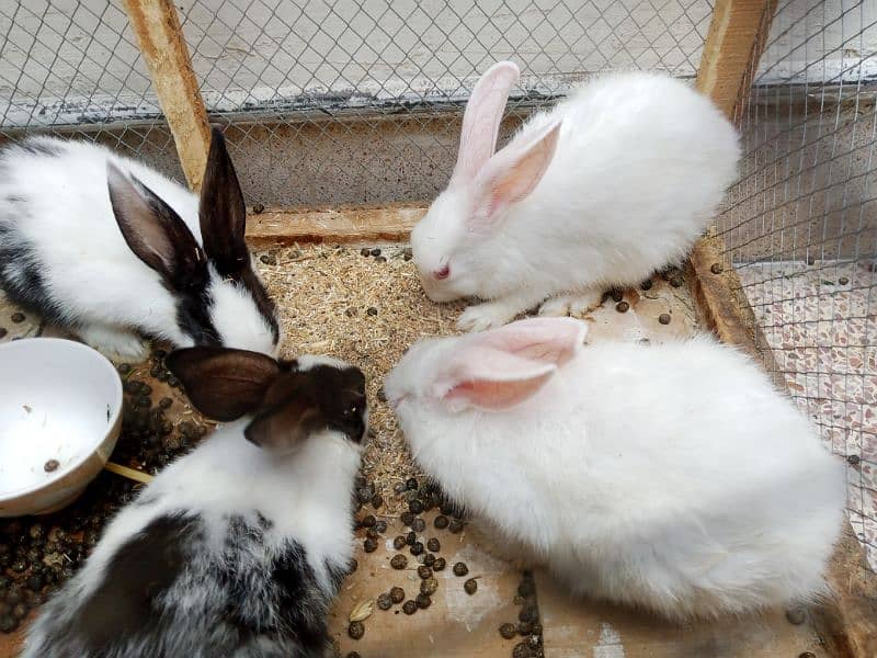 2 couples of Rabits 3