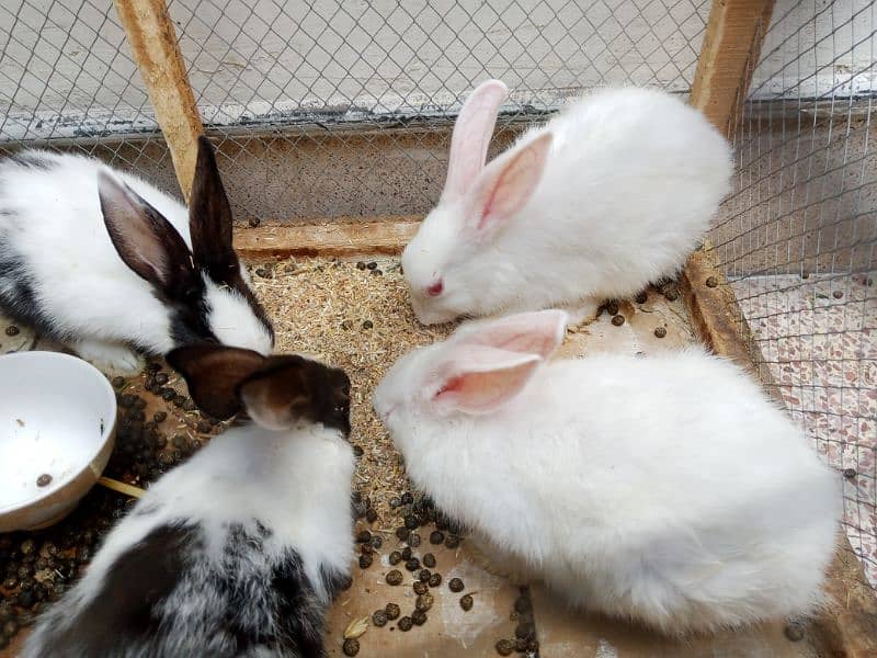 2 couples of Rabits 4