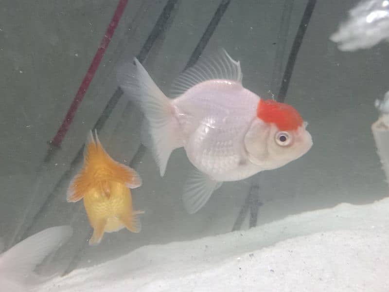 Red cap Goldfish 1