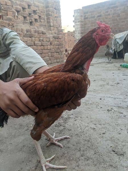 Aseel hens for sale 1