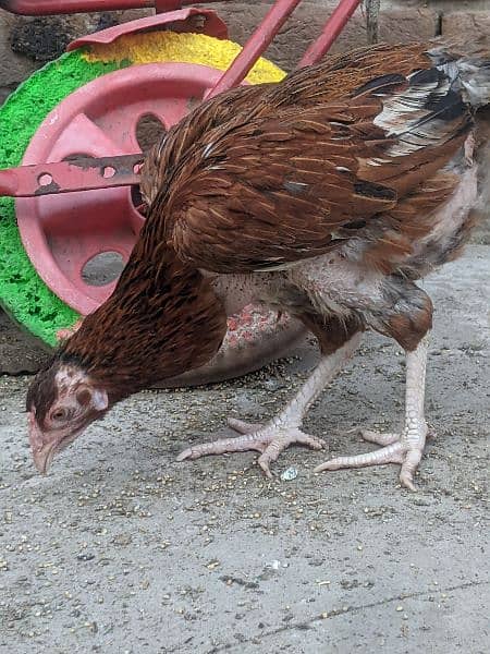 Aseel hens for sale 3