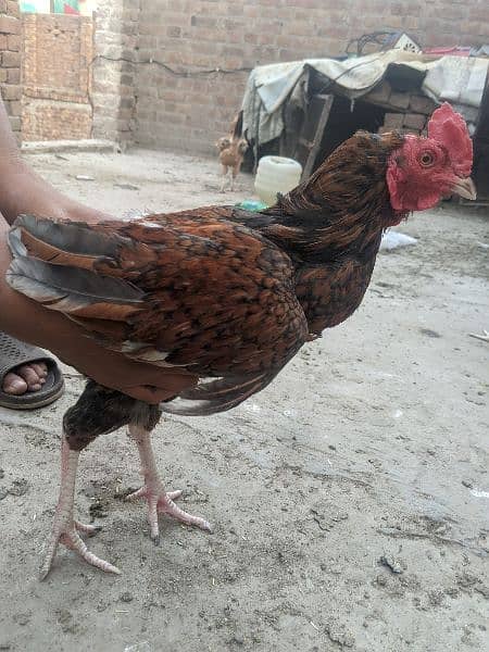 Aseel hens for sale 4