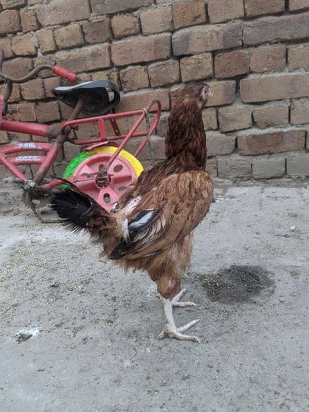 Aseel hens for sale 5