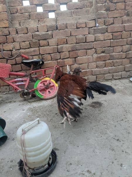 Aseel hens for sale 6