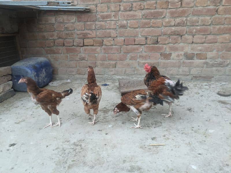 Aseel hens for sale 7