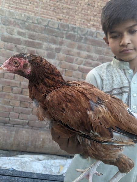 Aseel hens for sale 10