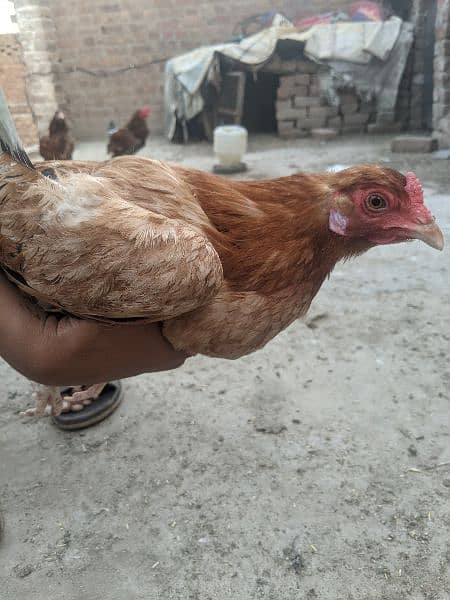 Aseel hens for sale 11