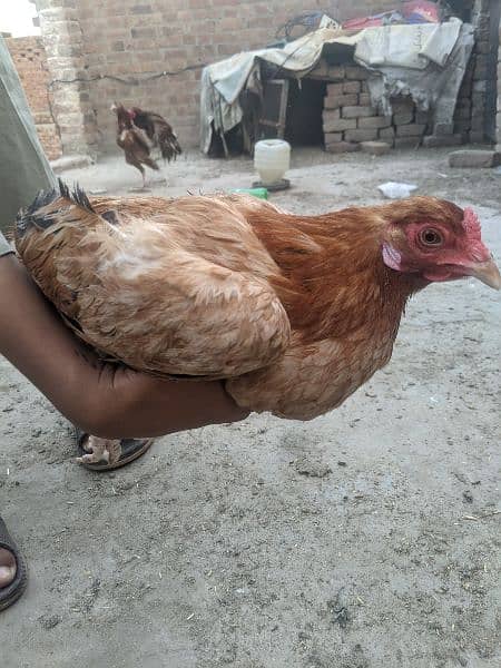 Aseel hens for sale 12
