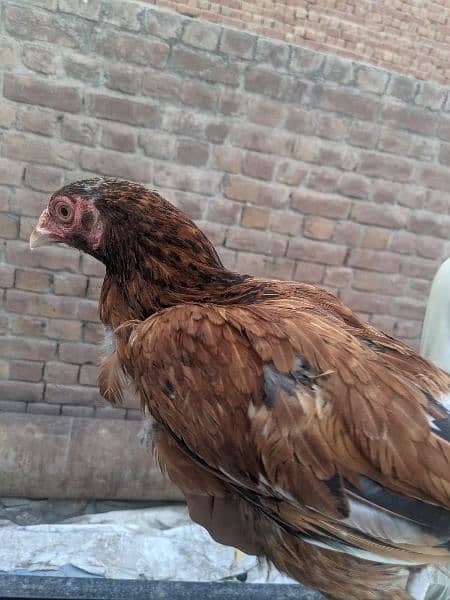 Aseel hens for sale 13