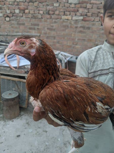 Aseel hens for sale 14