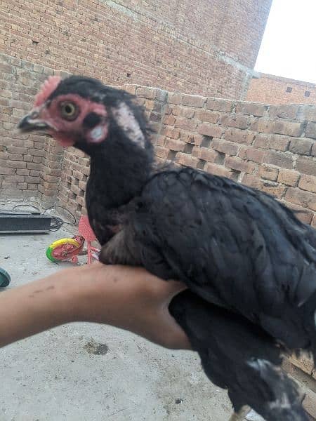 Aseel hens for sale 15