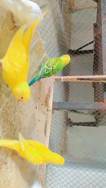 Australian budgie parrots 2