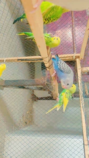 Australian budgie parrots 3