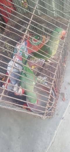raw parrot
