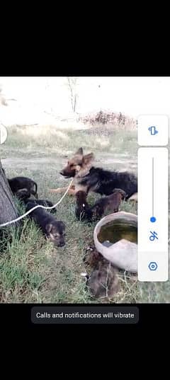 German shepherd puppies contact 03038173068