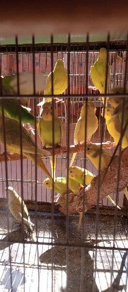 budgies breeder pairs and pathy 1
