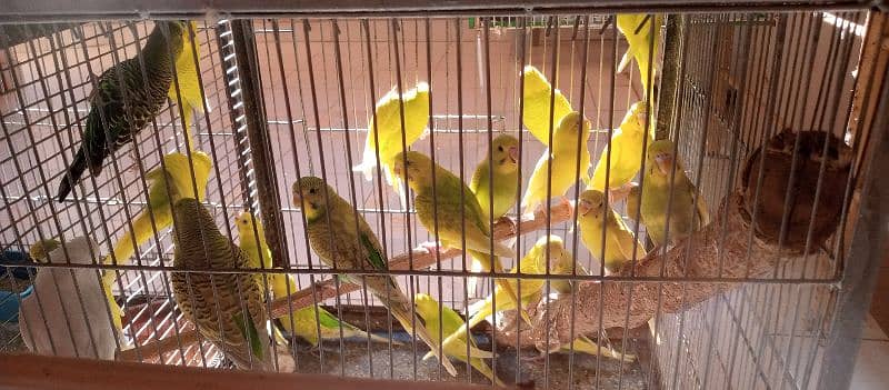 budgies breeder pairs and pathy 2