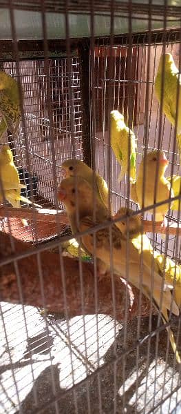 budgies breeder pairs and pathy 3