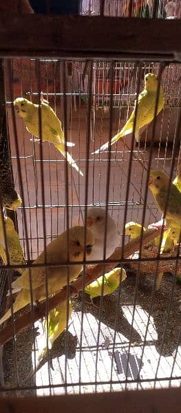 budgies breeder pairs and pathy 4